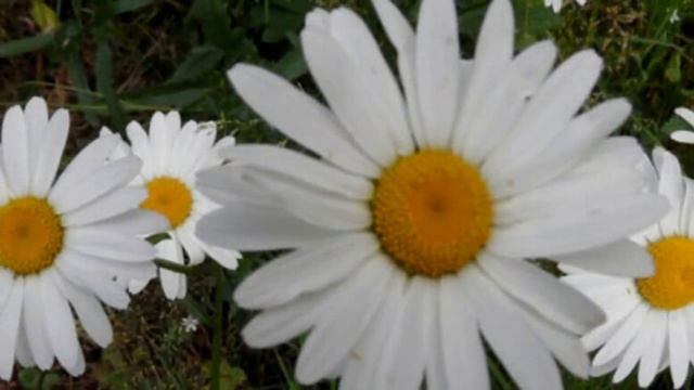 Неизвестный солдат Стихи Тамары Потёмкиной муз В Аграновича 1 смотреть онлайн