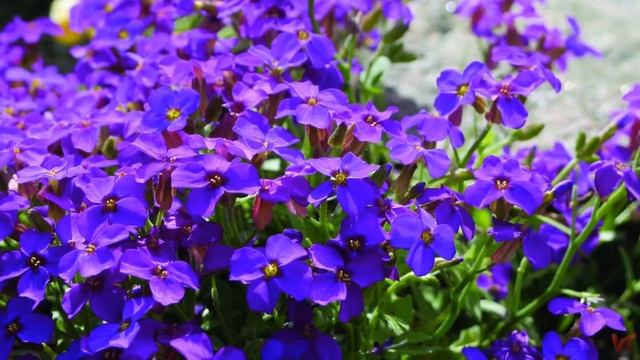 Обриета (Aubrieta), или аубреция