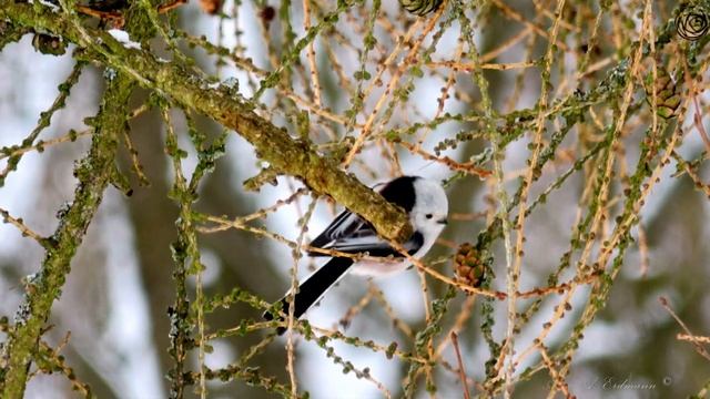 Снегири и К° смотреть онлайн