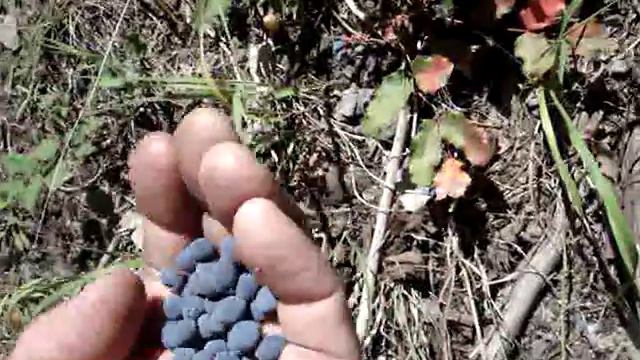 Oregon Grape (Mahonia Aquifolium)