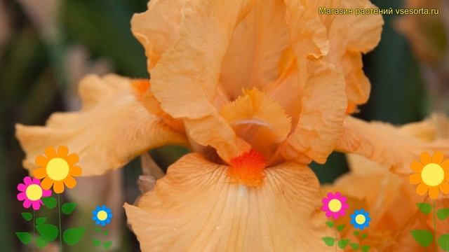 Ирис германский Робуста. Краткий обзор, описание характеристик iris germanica Robusta смотреть онлайн