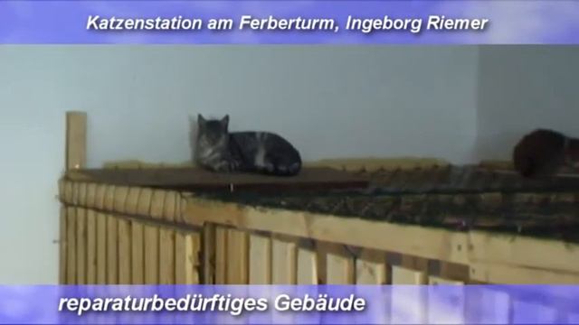 GERA: KATZEN IN NOT ! смотреть онлайн