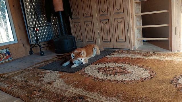 Аки. Пройден первый уровень команды лежать-5 минут (выдержка).