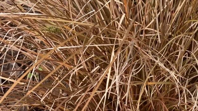 мой лучший миксбордер смотреть онлайн