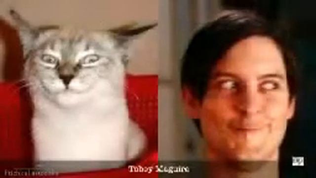 прикол похожие знаменитости смотреть онлайн