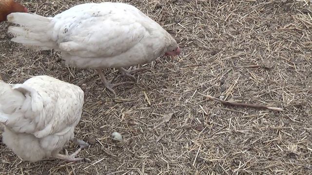 Несушки полностью восстановились после вируса. смотреть онлайн