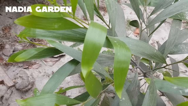 Vlog Ep-62 || Beautiful Acacia Auriculiformis Plant In My Garden || Nadia Natural Vlog смотреть онлайн