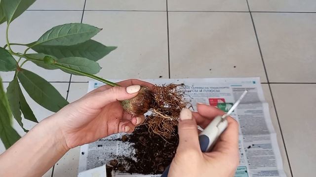 Авокадо, косточка которого сидела без движения целый год. смотреть онлайн