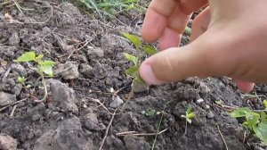 Посадка шелковицы из семян - результаты прошлого и этого года