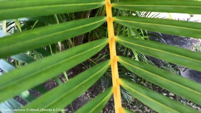 Dypsis Lutescens (H.Wendl.) Beentje & J.Dransf. | Ornamental Palms | (Day Video) | ?? Panama | смотреть онлайн