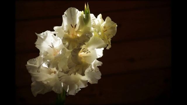 Гладиолусы цветы