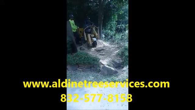 Cost To Grind A Stump? Houston Tree Service Live Oak Cut Down Removal