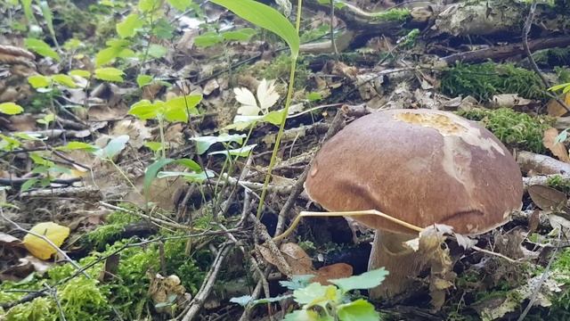 ПОЛЯНЫ ЛИСИЧЕК. ГРИБ ИДЕТ МАССОВО 2021. полные лукошки белого гриба, шишкогриб хлопьеножковый смотреть онлайн