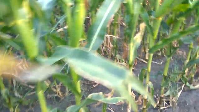 Кукуруза сорт Любава 17.08.2020 смотреть онлайн