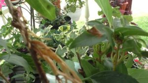 Черенкование вейгелы. Обалденные корни на черенках!