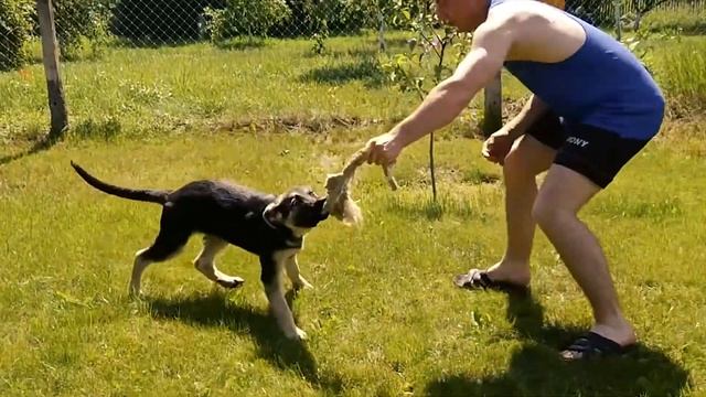 ЩЕНОК НЕМЕЦКОЙ ОВЧАРКИ 3 МЕСЯЦА/GERMAN SHEPHERD PUPPY 3 MONTHS смотреть онлайн