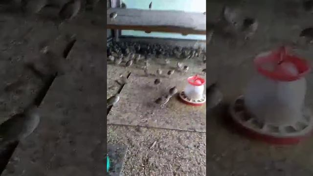 Фазан охотничий. Отдых в Подмосковье смотреть онлайн