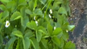 Соната – описание сорта клубники, преимущества и недостатки