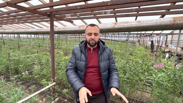 Альстормерия в теплице. Выращивание. смотреть онлайн