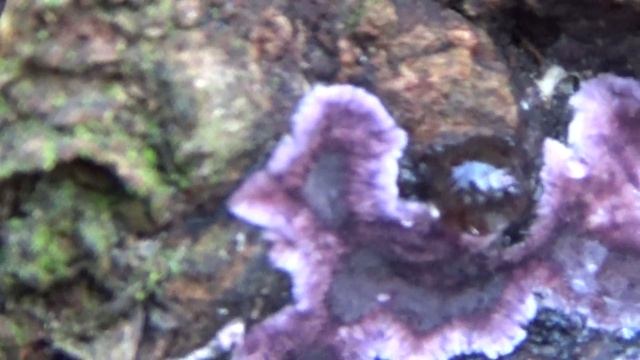 Paarse korstzwam - Chondrostereum purpureum смотреть онлайн