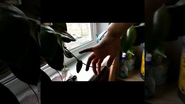 Полив и обзор на красотули-цветули.🌸🏵️🌺😍💐 смотреть онлайн