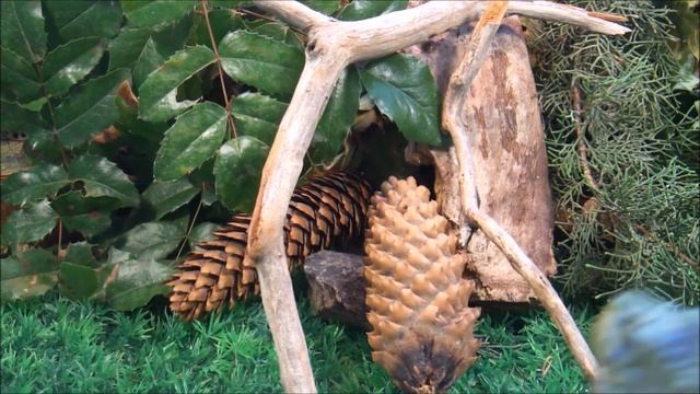 СБОРНИК МУЛЬТИКОВ про ДИНОЗАВРОВ: гиганотозавр, спинозавры, аллозавры, карнотавры, T-REX и др. смотреть онлайн