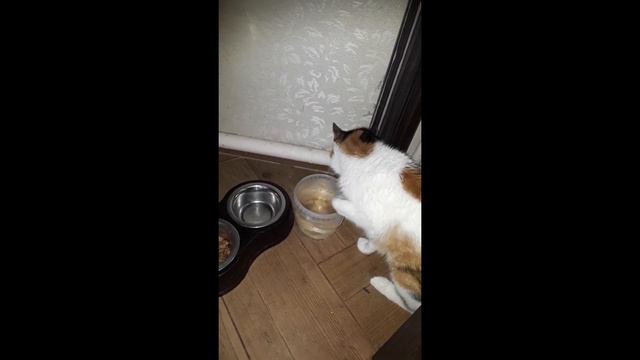 Кошка Муся пьет воду лапкой смотреть онлайн