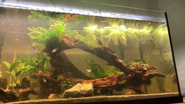 My First Planted Community Tank - Month 2 Update (Beginner Setup) смотреть онлайн