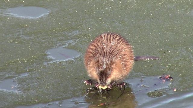 Бунаков Борис Владимирович