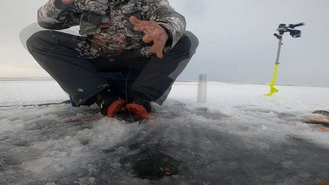 Крупный окунь ловился везде Чудское озеро зимняя рыбалка смотреть онлайн
