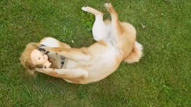 Кружит голову или игры сиба-ину на природе. смотреть онлайн