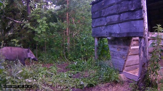 ФОТО ЛОВУШКА КАБАН ПРИШЕЛ ПОКУШАТЬ . НЕМНОГО ДИКОЙ ПРИРОДЫ В ЛЕТНИЙ СЕЗОН ... смотреть онлайн