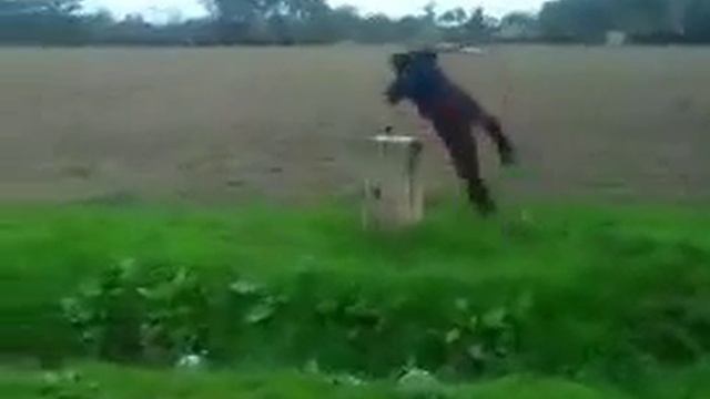 Паркур от RUSLANA RUSINOVA смотреть онлайн