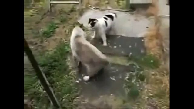 Котики? Смех да и тоько? смотреть онлайн