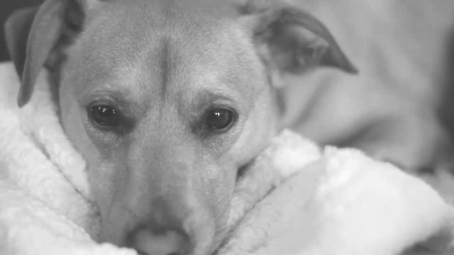 Паша Броский: Бездомные псы [стихи] смотреть онлайн