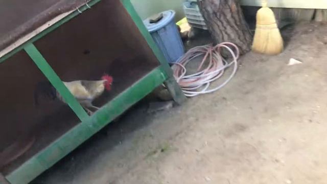 Ребенок Феликс играет в прятки с волшебным кроликом 🖤 Fēliks spēlē paslēpes ar dzīvniekiem смотреть онлайн