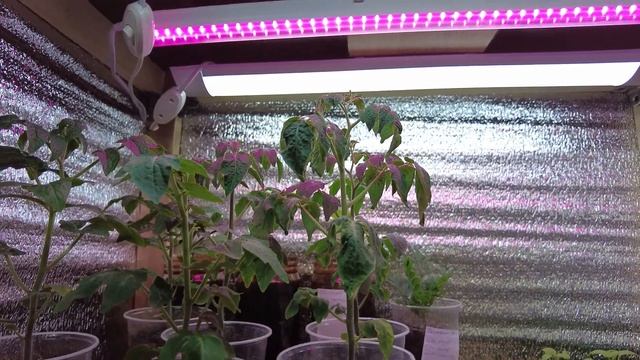 Фитолампа, фитоспорин, микориза, алоэ. Результаты эксперимента.