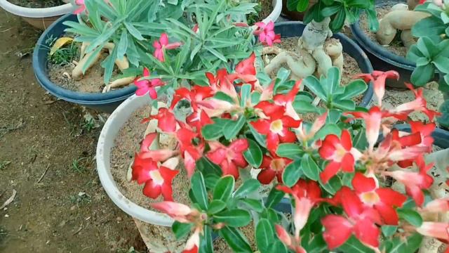 Adenium Bonsai 20 years old plant смотреть онлайн