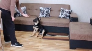 Какие команды должен знать щенок немецкой овчарки в 3 месяца | Немецкая овчарка Арчи