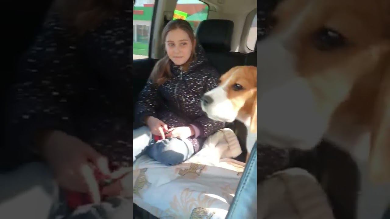 КОГДА ТЫ ОЧЕНЬ ЗЛОЙ СОБАКЕН смотреть онлайн