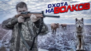 охота на волков .стая  ВОЛКОВ режет скот.wolfsjagd.wolf hunting