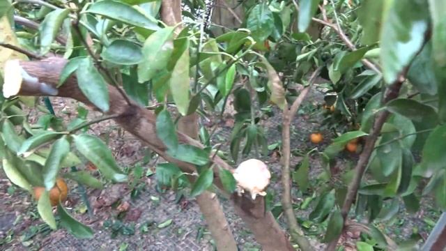 Осень2019,14 ноября.Пейдж мандарин,Руби Ред грейфрут,неизвестный мандарин с обломаными ветками смотреть онлайн