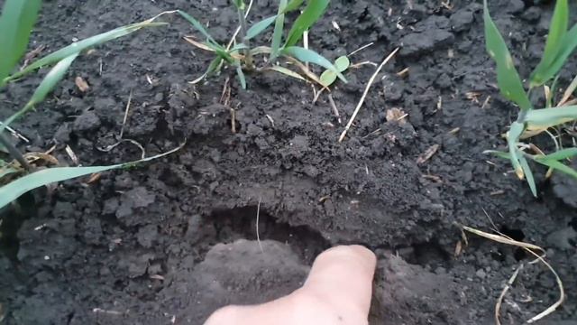 Залило смотреть онлайн