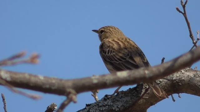 Лесной конёк(лесная шеврица) [Anthus trivialis] смотреть онлайн