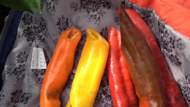 Перец Палермо F1. Чоколони F1, Палермо Оранжевый F1. Вся линейка перца Палермо. Обзор. смотреть онлайн