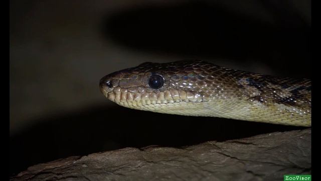 Удав кубинский смотреть онлайн