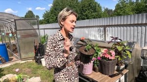 КАЛИБРАХОА КАК ВЫРАСТИТЬ ПЫШНЫЙ КУСТ КАЛИБРАХОА