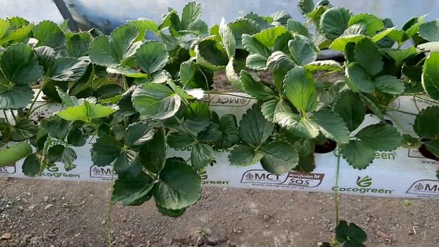 Клубника на пирамидах