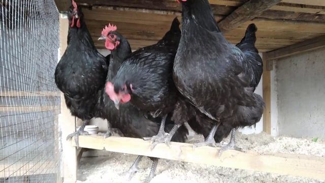 Куры австралорп | инкубационные яйца | окрас: чёрный смотреть онлайн