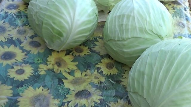Капуста на хранение. смотреть онлайн